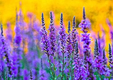 高玩发布任天堂经典主机Wii魔改开源 卡片大小名为可爱